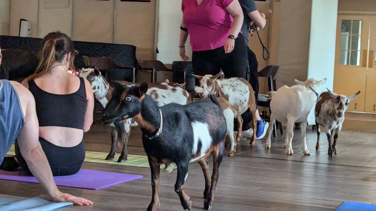 2HousePanthers's tweet photo. Mom did yoga with these funny looking dogs today. 

#goatsoftwitter https://t.co/mrZOAVzjA5