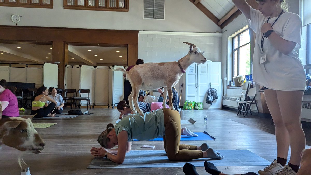 2HousePanthers's tweet photo. Mom did yoga with these funny looking dogs today. 

#goatsoftwitter https://t.co/mrZOAVzjA5