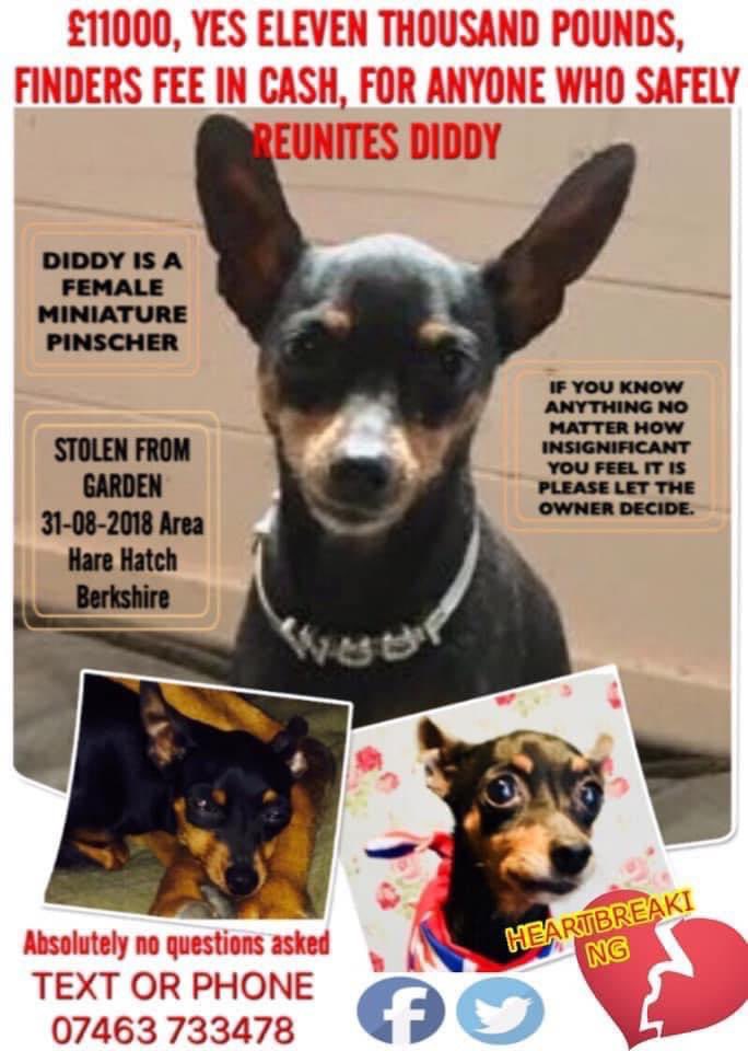 rosiedoc666's tweet photo. #StolenDogHour
Whereβs our DIDDY?
A HUGE FINDERS FEE IN CASH π°
FOR ANYONE WHO REUNITED DIDDY SAFELY - no one - not one person came forward
Female miniature #pinscher (missing tooth)
STOLEN FROM GARDEN 31/8/18
#HareHatch #Berkshire
https://t.co/1HpL4pq7yl https://t.co/8CiUSYeuNe