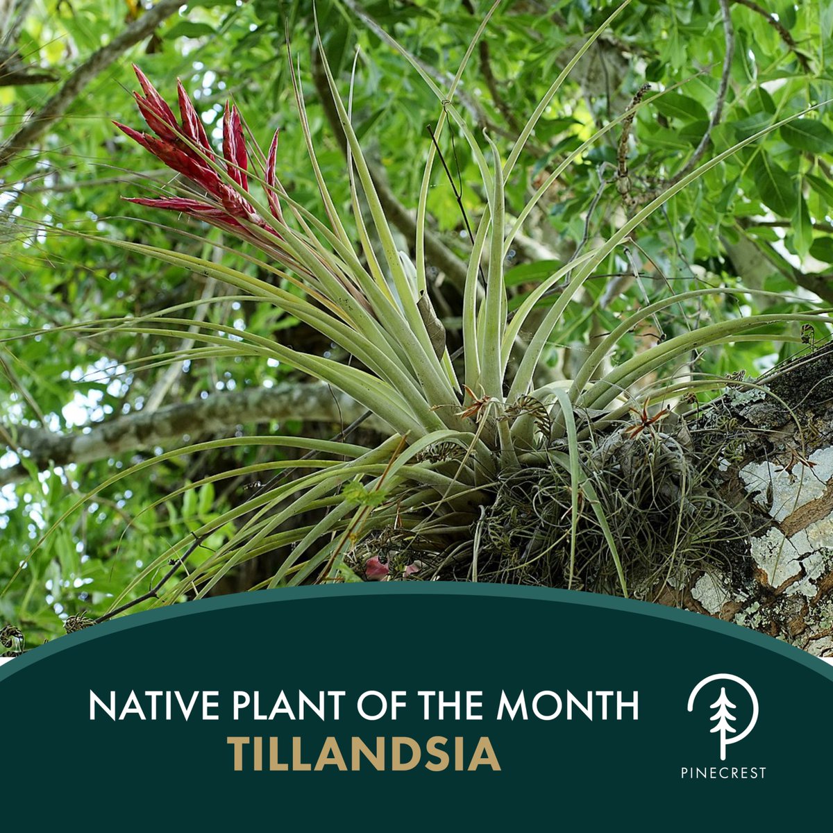 Discover the Tillandsia, Pinecrest's native plant of the month. 🌱It thrives in bright, filtered light, is easy to care for with occasional soaks, and it can be mounted on trees for a natural look.

#PinecrestPlants #GardeningTips