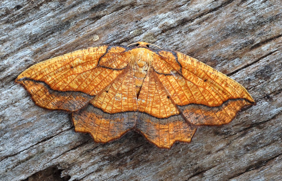 stevethemoth's tweet photo. A Bordered Beauty, such a beautiful moth and only my fifth here in 12 years https://t.co/7xkVqryt5o