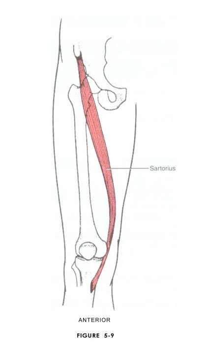 the_beardedsina's tweet photo. Answer 
B - THIGH 

The longest bone in the body is the  FEMUR ( pic 1) which sits in the Thigh. It is the only bone in the Thigh.

Fun fact about the thigh.😂

It also has the longest MUSCLE in the body named SARTORIUS ( see pic 2)

That is the Muscle that helps you to cross your legs.