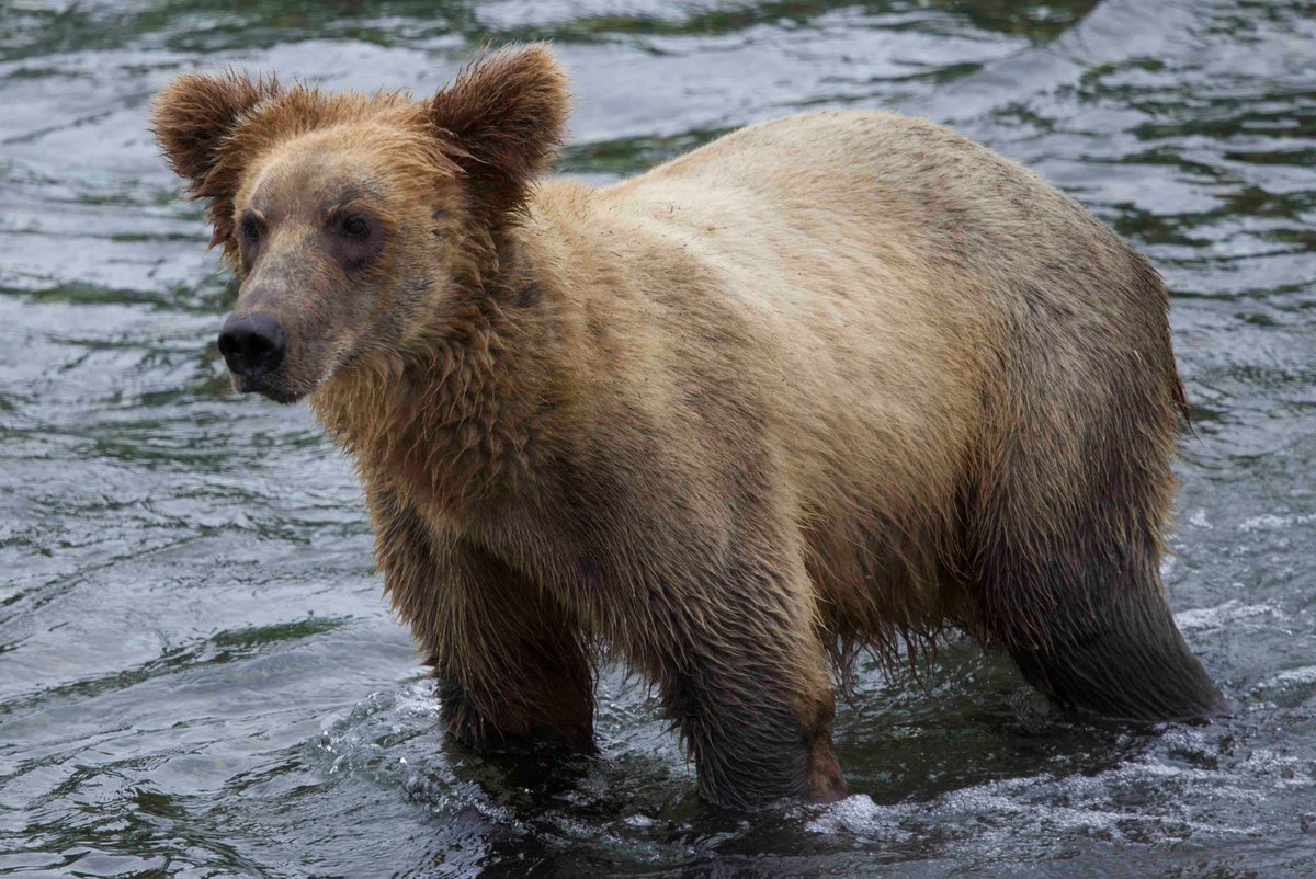 Jason Stefanides tweet media