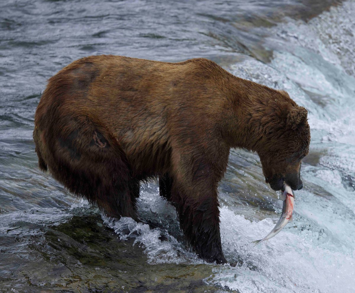 Jason Stefanides tweet media