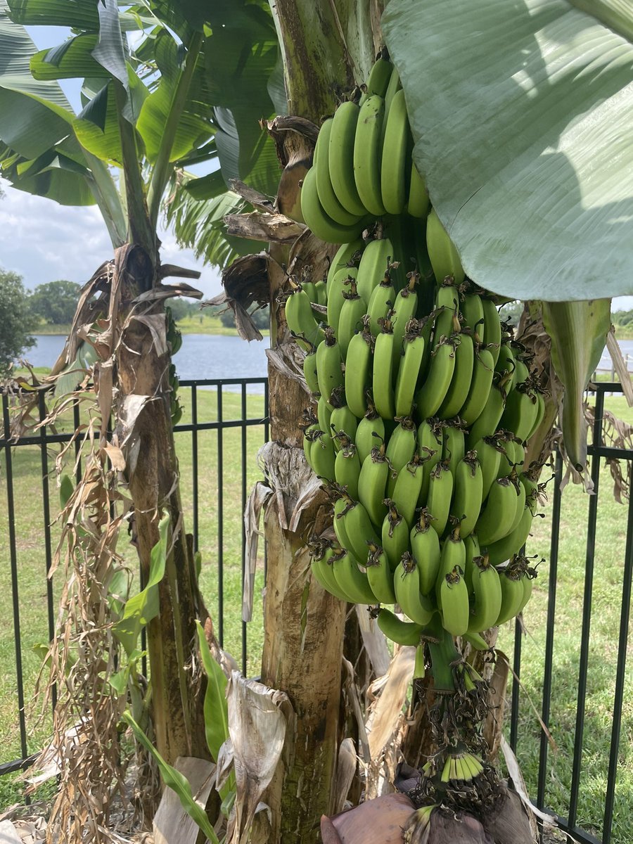 RaoulGMI's tweet photo. Ripening nicely... https://t.co/haluq2mwBp