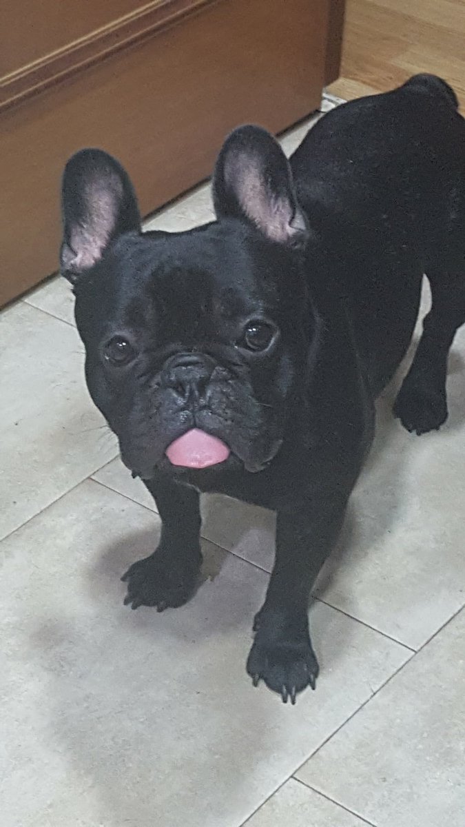 Ya que aún es el #DiaDelPerro quiero compartir una foto de mi querido Django.
Bulldog Francés. 9 años. Cariñoso (a ratos y si puede sacar beneficio de ello 😒), payasete y muy tozudo.