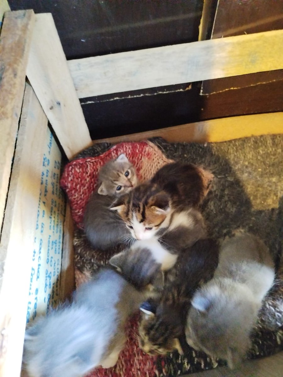 gabriaurinegro's tweet photo. Buenas buenas, mis viejos tienen estos michis para regalar en adopción responsable, gracias por su atención, estan lindos 😻 https://t.co/eg1udrUfTc