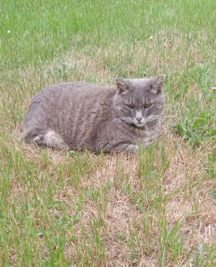 crowadinfinitum's tweet photo. Mr. Whiskers enjoying the cooler temperature today.🐈🌾☘️💫
📸me
#SundayCat #GreenEyedCat
#CatsOfTwitter https://t.co/zADrUfBYhY