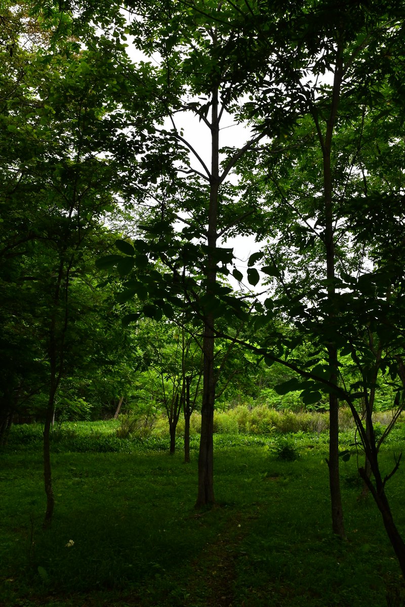 おはようございます
今は明るい曇りで涼しく感じる20℃の朝
でも昼間は最高気温が30℃超えの予報です💦
連日の高温、クーラー無しの家なので乗り切るのも大変です😂
今週もよろしくです🐿