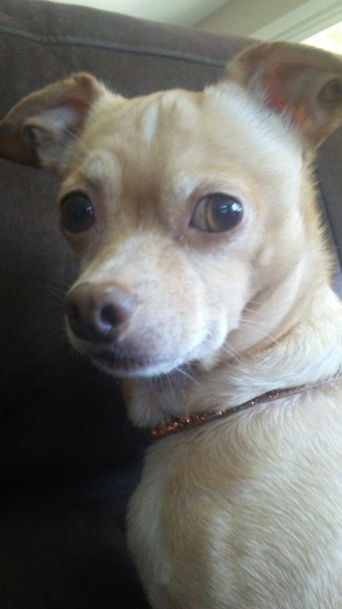 KuribuAtNight's tweet photo. Just this side of heaven is a place called the Rainbow Bridge... 🌈

Yesterday, I had to say farewell to my baby boy. For almost 15 years, he filled my life and the lives of my family with love and happiness. He was my pride and joy.. My everything.. https://t.co/WqNstUzjgU
