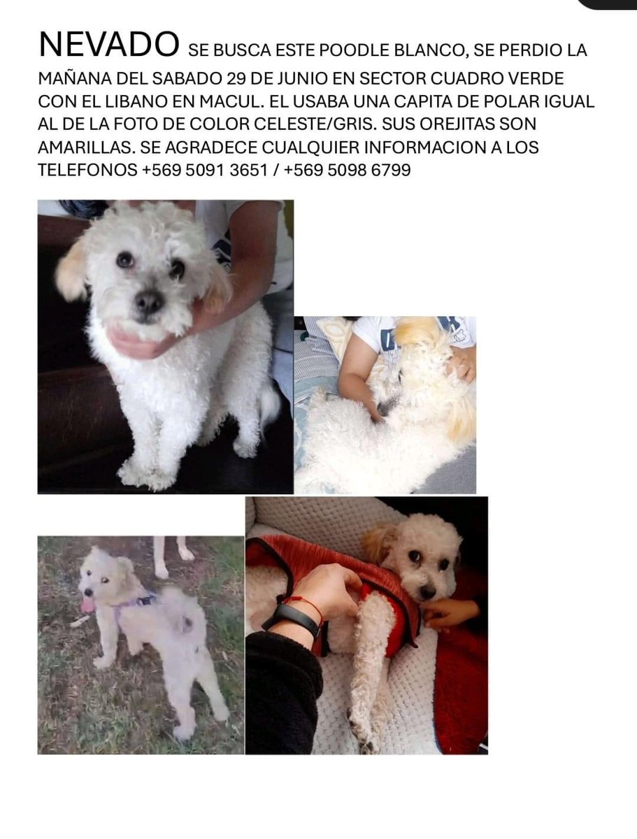 Evelyn_Torres_h's tweet photo. Difundo perdido el día de ayer en #macul andaba con capita de polar ! Su fila lo busca ! Si lo ve retener y llamar al
Número de contacto rt https://t.co/iMeE9WvWSc