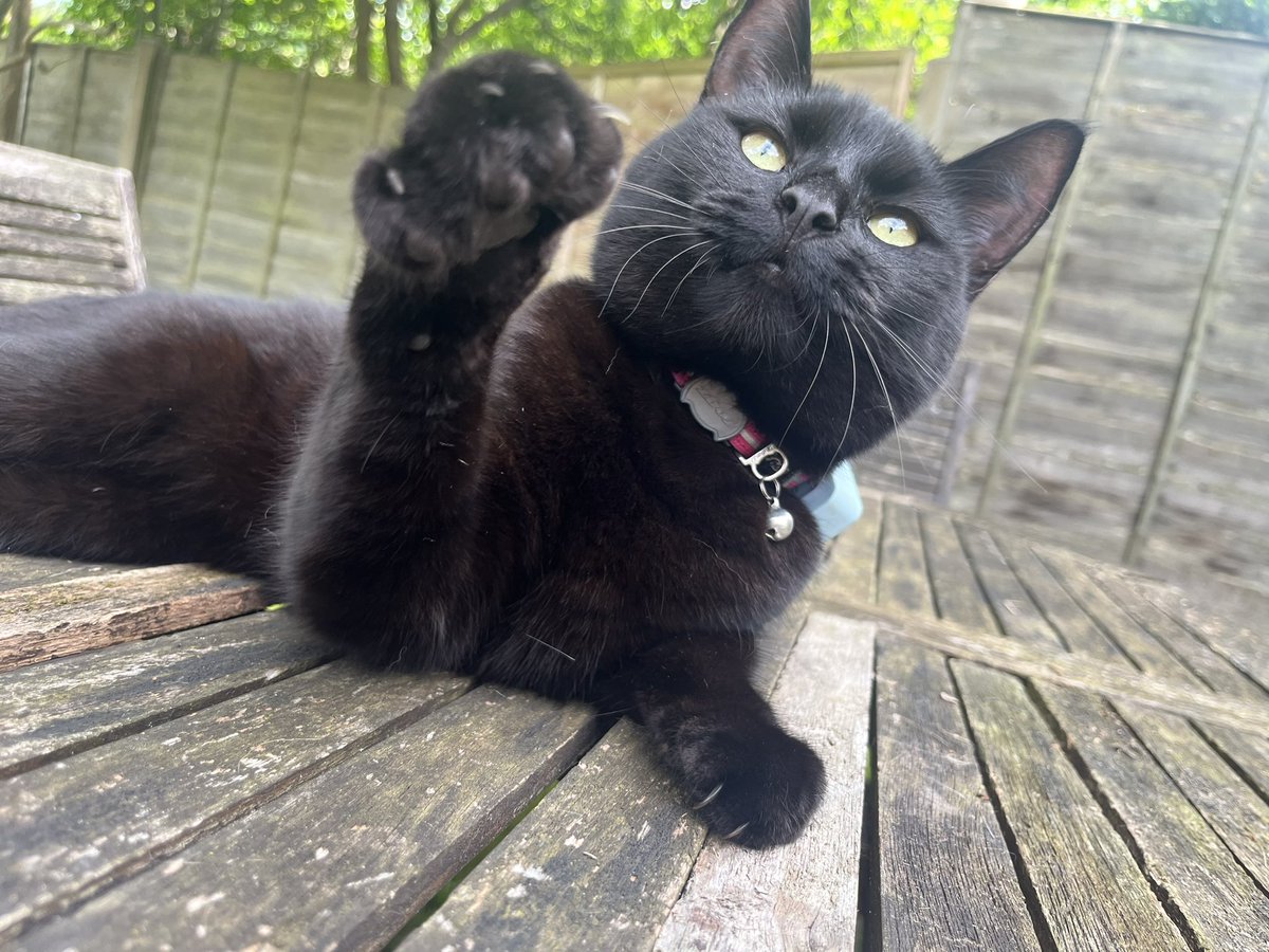 NatCBrooks's tweet photo. My babies in the sun 🧡🤎🖤🤍🐾☀️🐈‍⬛🐈
#smartie #gusgus #lilah #ludo #mybabies❤️ #lovethemsomuch😍 #funinthesun☀️ #felinefun https://t.co/XGfpvdPM1R