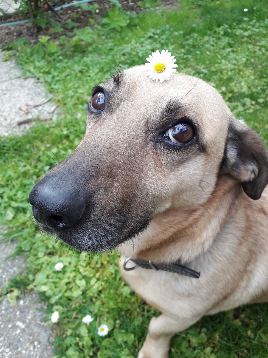 agadmator tweet media