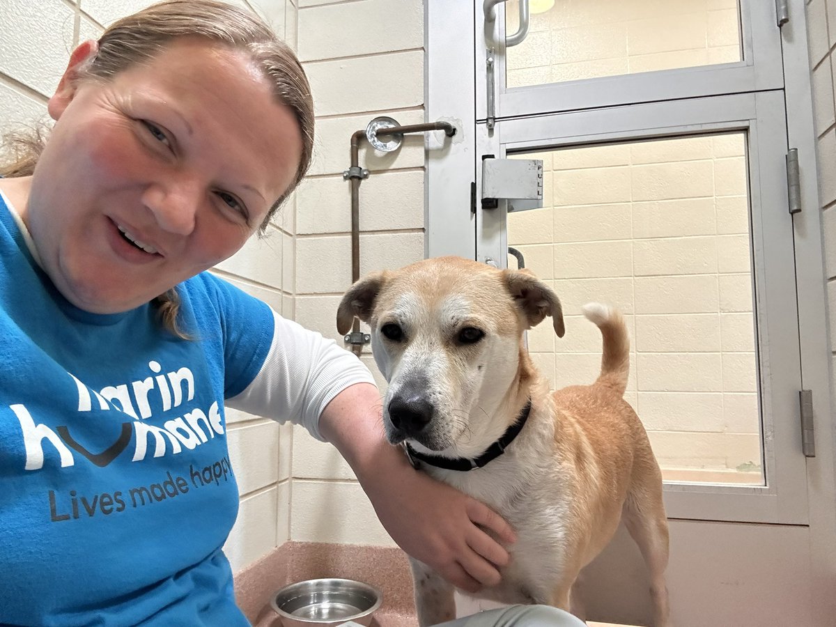 Meet Luna &amp; Banjo! Two sweet adoptable pups at <a href="/MarinHumane/">Marin Humane</a>. Luna is a Malinois who is shy but with love &amp; patience turns into a lovable goofball. Banjo has a sweet grumbling noise that he makes when happy that’s adorable. He welcomes visitors with open paws #adoptdontshop