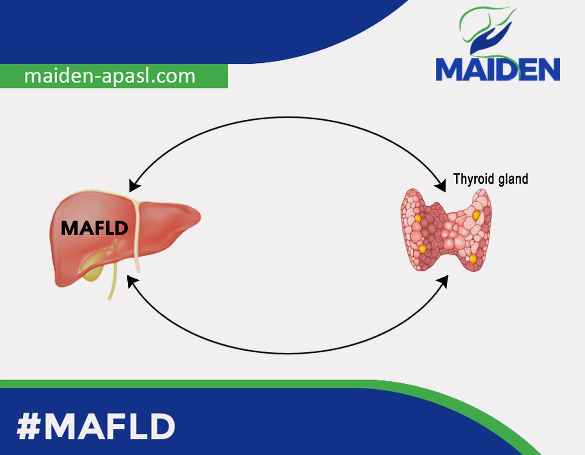 ➡️ The liver and thyroid are intimately connected. 🤔
📌 Thyroid hormones regulate liver enzymes. When the liver is fatty, thyroid hormones don’t function properly.
📌#Hypothyroidism is a risk factor for incident #MAFLD.
✅ MAFLD requires a multidisciplinary approach.