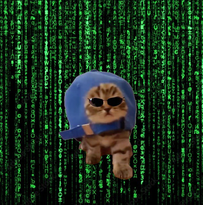 Solstahh's tweet photo. @The__Solstice $CAP will be one of em . No $CAP

@CtoCap 🧢🐈 https://t.co/R1aFkMTOmy