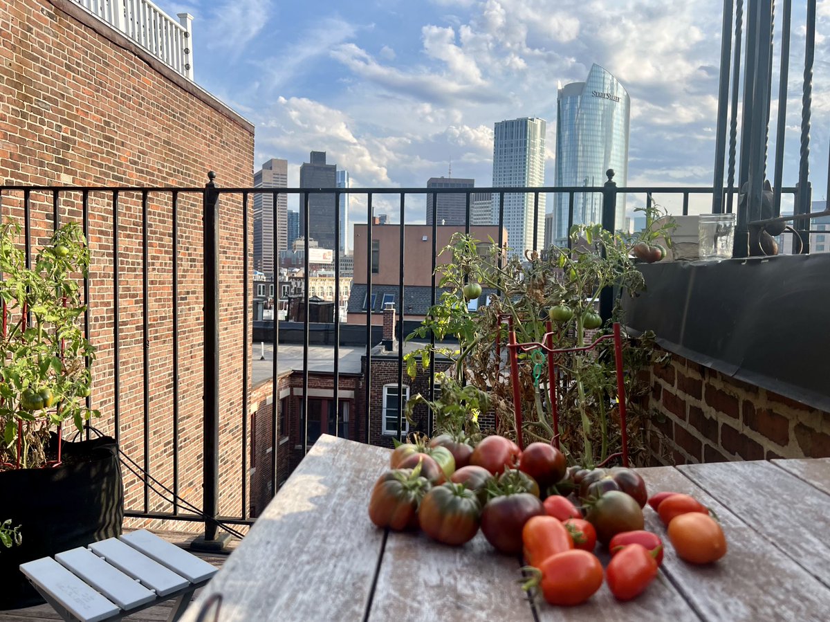 Rooftop tomato haul