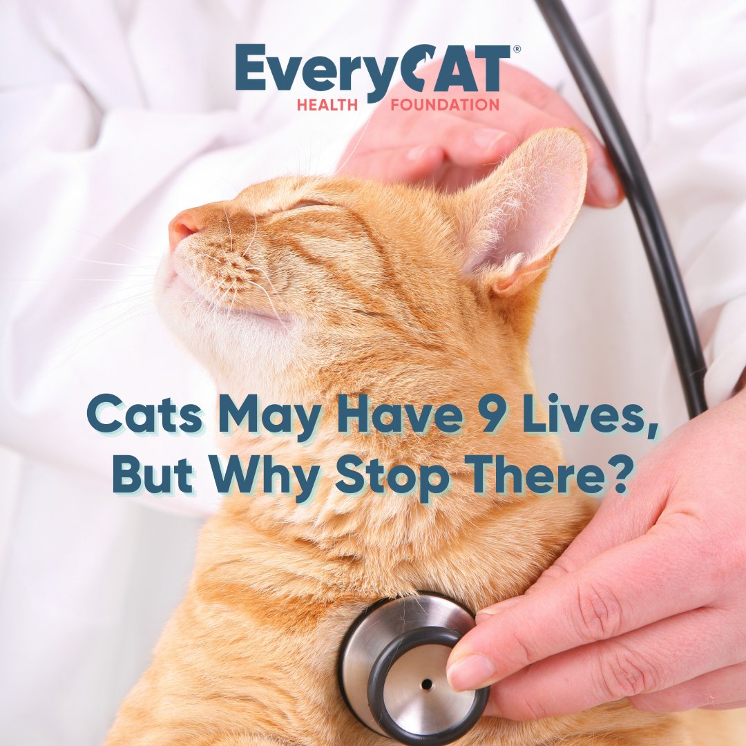 Visit the EveryCat Health Foundation at CatCon Booth #729!
Spin the wheel, win CATastic prizes!
Check out our new T-shirts!
Plus “Ask the Vet!”
And don’t miss our panel on the CatCon Workshop stage Saturday Aug. 3 AND Sunday Aug. 4- “Cats May Have 9 Lives, But Why Stop There?”