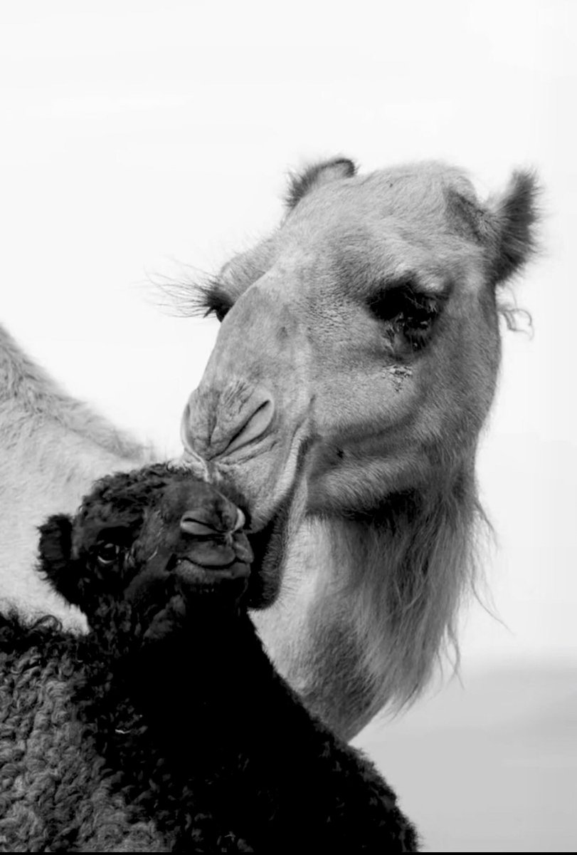 shatoorcom's tweet photo. #بوح_الخاطر 

في الحديث :
إنَّ اللَّهَ خلقَ الرَّحمةَ مائةَ رحمةٍ 
أنزلَ منْها رحمةً واحدةً 
فبِها يتراحمُ الخلقُ
 واسْتبقىٰ عندَهُ تسعًا وتسعينَ

 - إليك 
    صورة من صور رحمة واحدة !

* هل لديك صورة أخرى .. ؟
.. https://t.co/xgOtnewXcG