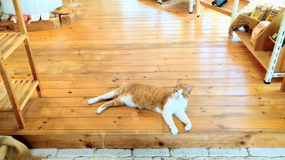 CharitableTrade's tweet image. 暑さダルー。
#看板ねこ