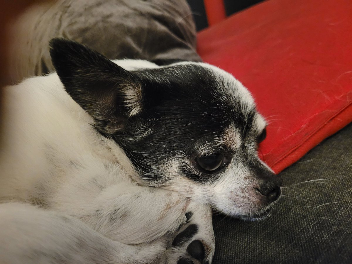 Guten Morgen, ihr Lieben. 🧡 

Kommt gut in die Woche. Habt den Montag schön. 
🐶🍀☀️😊