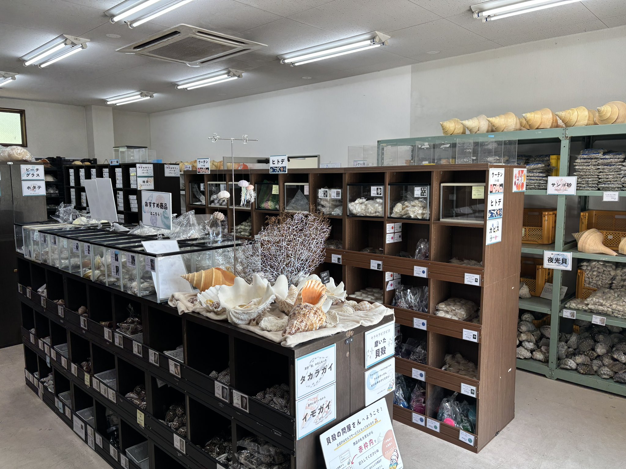 貝殻です。質問してください。 Amazon | 【貝殻の問屋さん】小さな小さな貝殻のミックス 100g