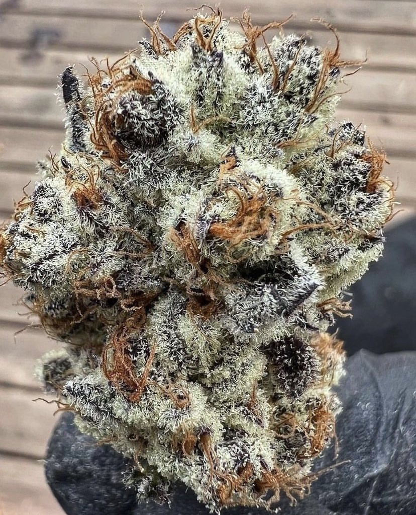 MetaFloraLabs's tweet photo. What a monster 😱🐾
🧬Great representation of what artificial lighting (spectrum manipulation) and nutrients can do to genetics.
🍪Oreoz Strain
🔜Coming to the MetaFlora Platform soon!
#Web3Cannabis #BiotechDePIN #galachain