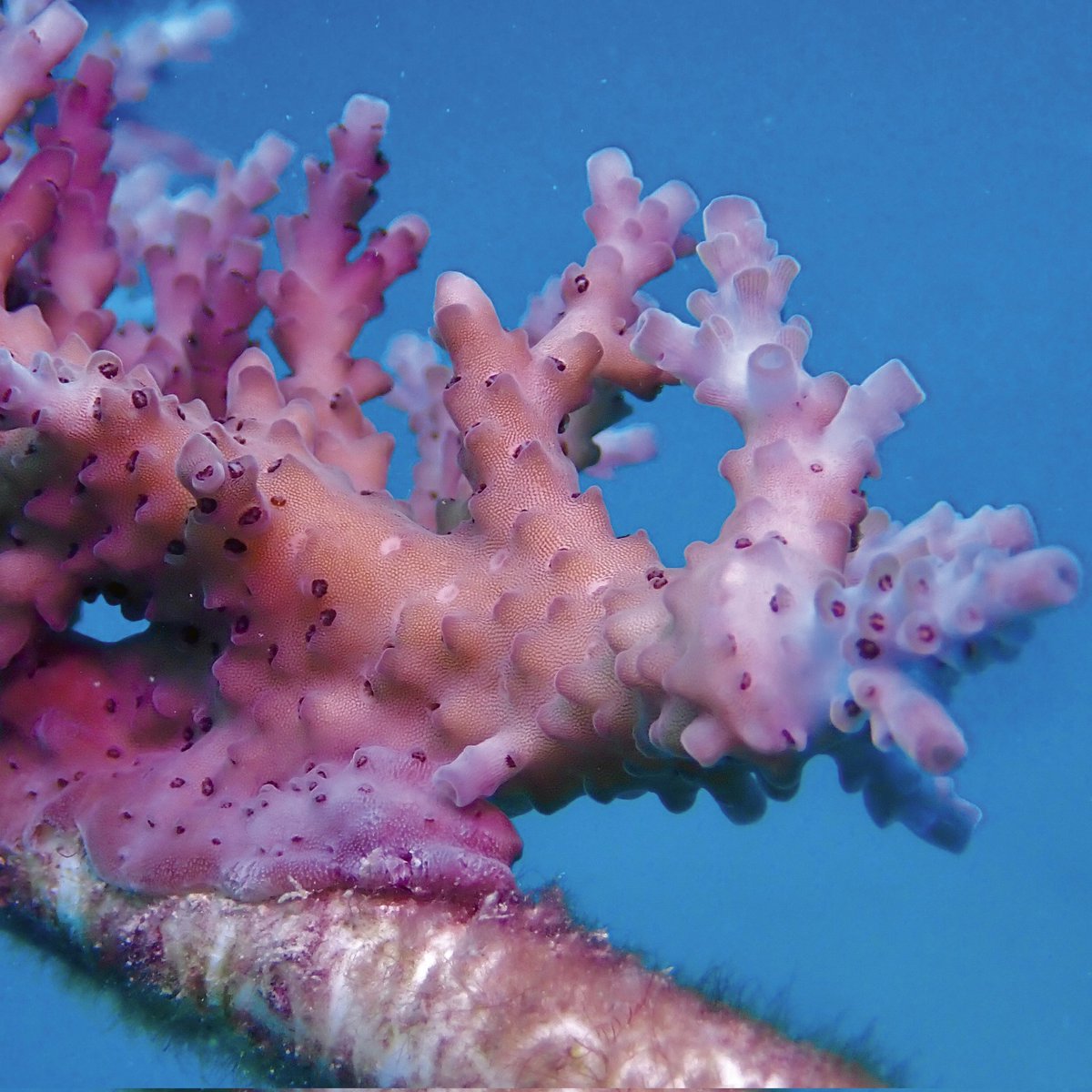 Calibre Magazine tweet media