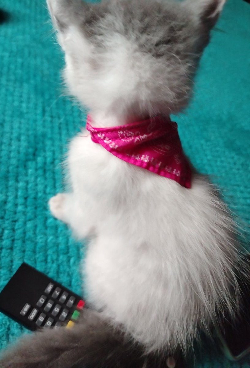 DouceM1's tweet photo. #DosMeses #Tina ♥️🐱 https://t.co/kvVUyFVGxh
