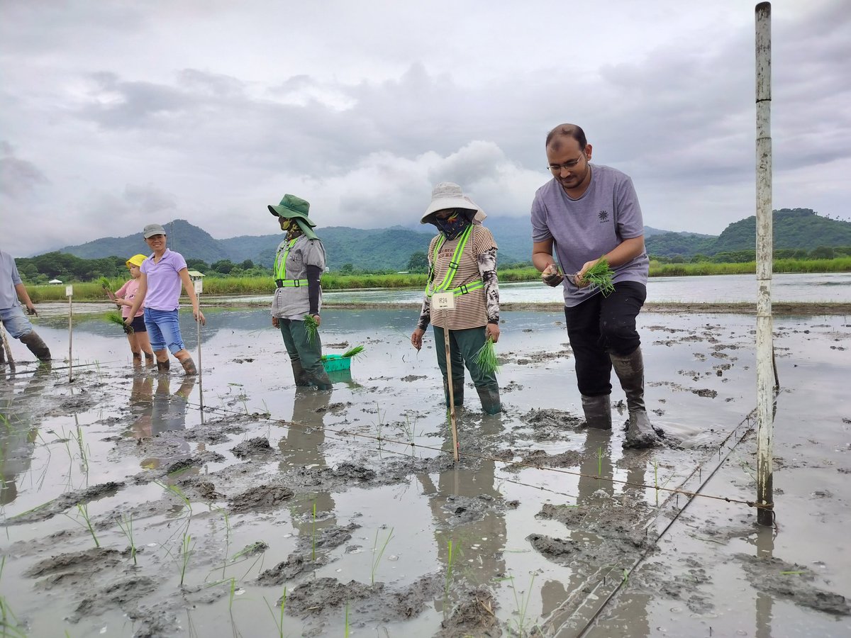 VinaySh75046976's tweet photo. Exploring the fascinating world of rice @ IRRI! 🌾 We've successfully completed the transplanting for our ongoing experiment. Excited to see a positive outcome! Stay tuned for updates on our progress and findings. #RiceResearch #IRRI #CliffGrad #Climatechange https://t.co/7dDKqRu1cA