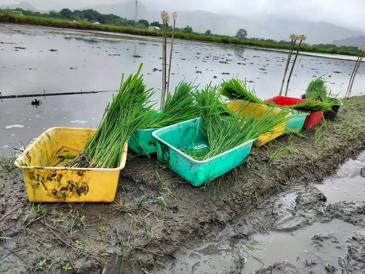 VinaySh75046976's tweet photo. Exploring the fascinating world of rice @ IRRI! 🌾 We've successfully completed the transplanting for our ongoing experiment. Excited to see a positive outcome! Stay tuned for updates on our progress and findings. #RiceResearch #IRRI #CliffGrad #Climatechange https://t.co/7dDKqRu1cA