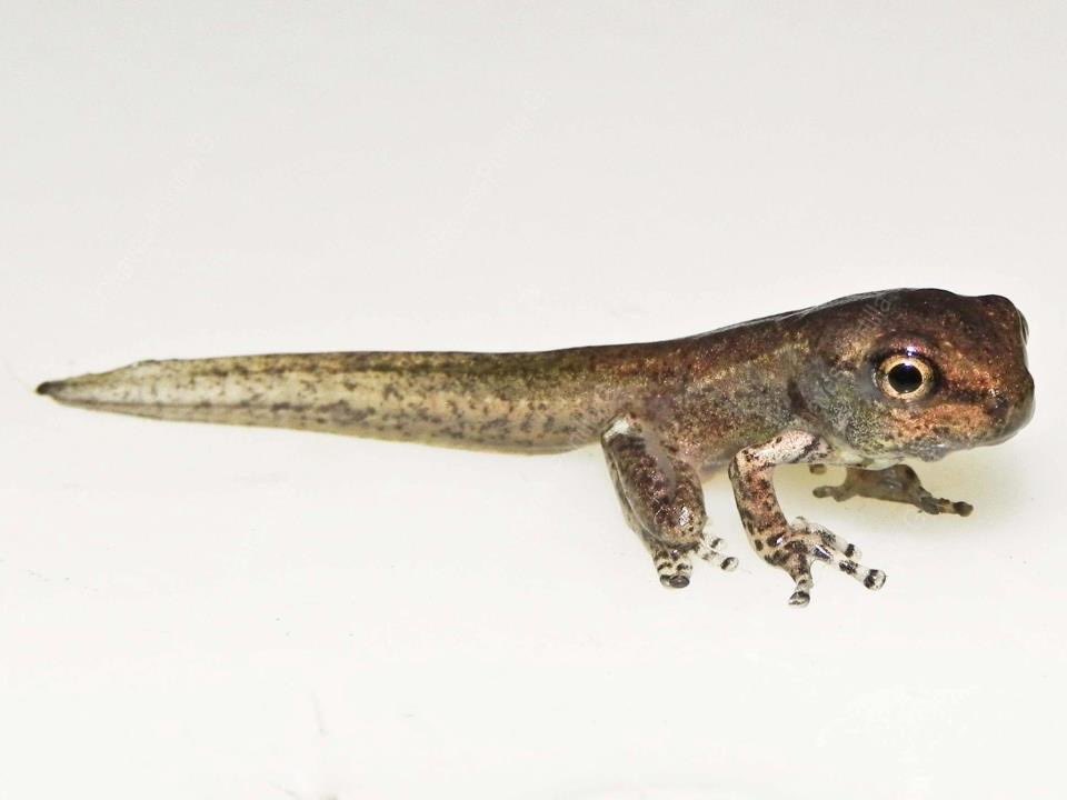 Froglets don’t get talked about too often. Look at them!