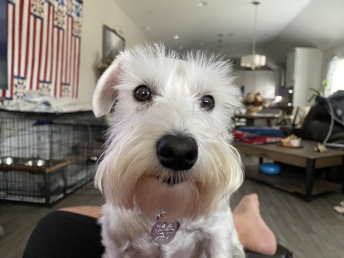 I’m feeling a little isolated and want to socialize with other local like-minded people currently. This little cute diva has sensed what’s wrong with me and urges me to at least reach out to someone. (She’s such a cutie though) 😃