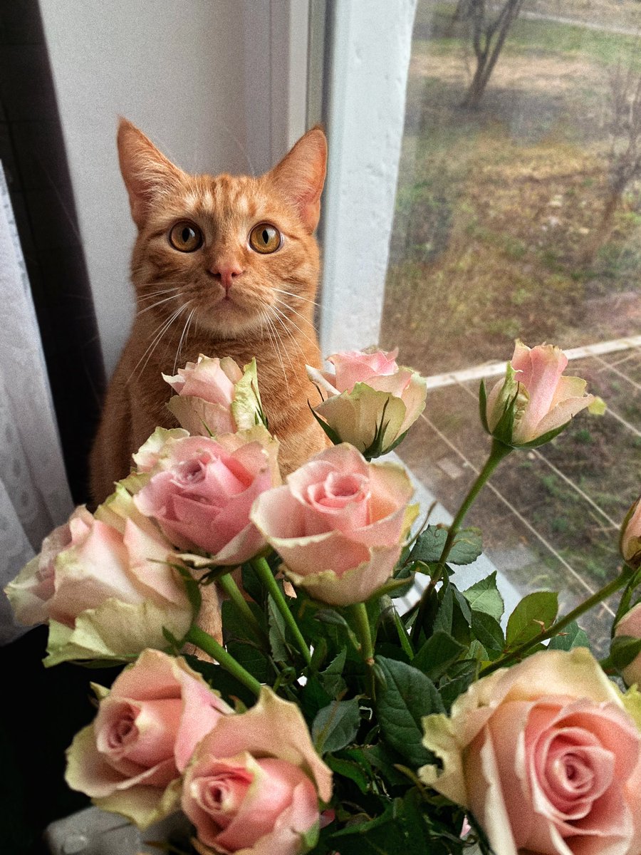lovely red cat🧡