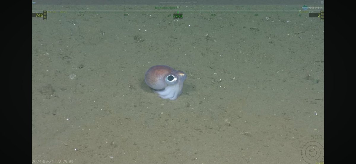 CaliKatBird's tweet photo. Hey @ROPOS_ROV, you made my day with this zoom on this Rossia megaptera bobtail squid. Sooo cute! Just wish there had been a purple potato zoom too. #HeezenCanyon https://t.co/S4Edp4v2qz