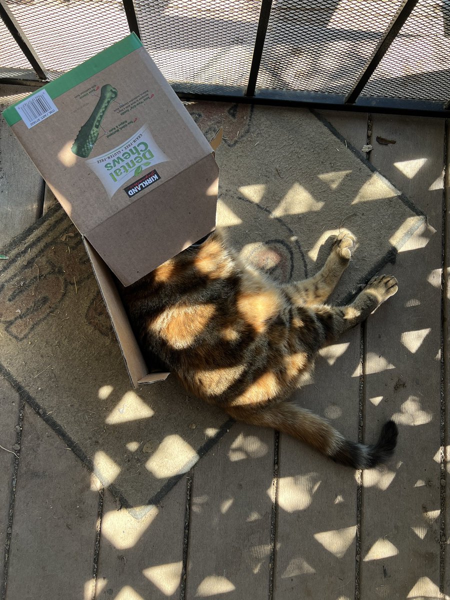 ChrisCottaFish's tweet photo. Rosie.
#catboxing https://t.co/zoAxxvhAaG