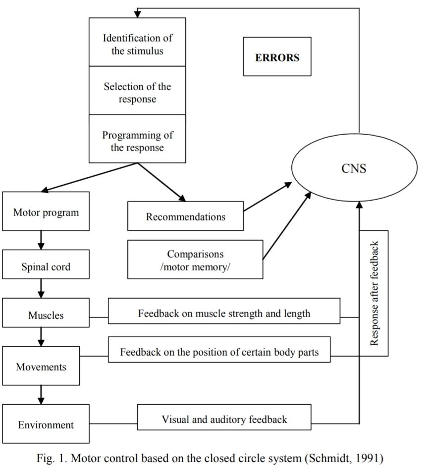 Your CNS is always moving through functions to guide movement.
