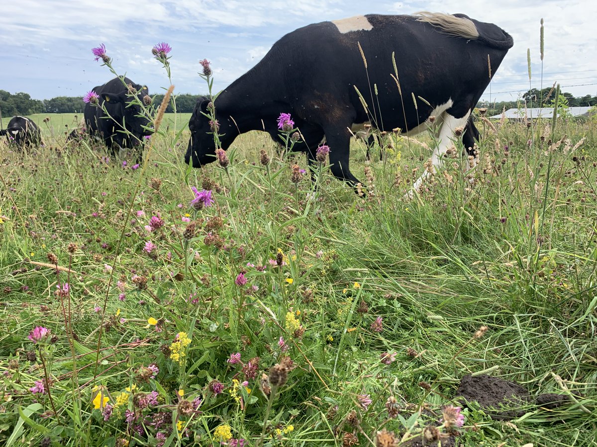 kentdowns6's tweet photo. Great to see @oinkandudder Shetland cows doing the heavy lifting for nature recovery on these new wildflower grasslands,with dung beetles colonising the first fresh pats on the meadow within minutes & larvae developing in adjacent field's 'week old' pats #swardmosaic #bareground https://t.co/zxD8GSJcII