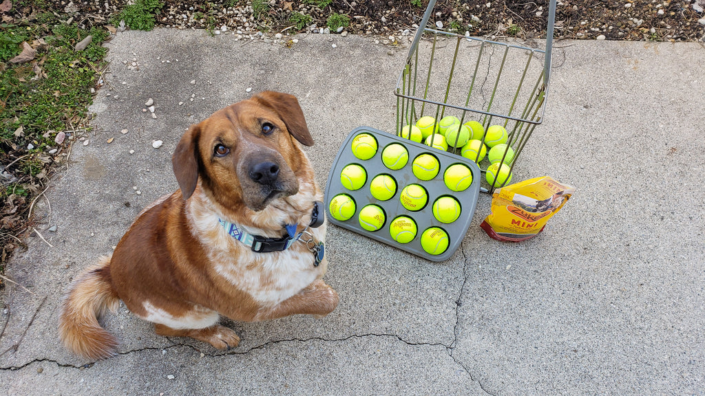 DawgsPawz's tweet image. Dog Puzzle Toy: Place treats in some muffin tin cups and cover with tennis balls. Your dog will have to remove the balls to find the treats.#DogPuzzleToy #DIYDogToys #MentalStimulation #DogCare #InteractiveGames #DogLife #DogLovers #DogEntertainment #DogHacks #HappyDog #PetDIY