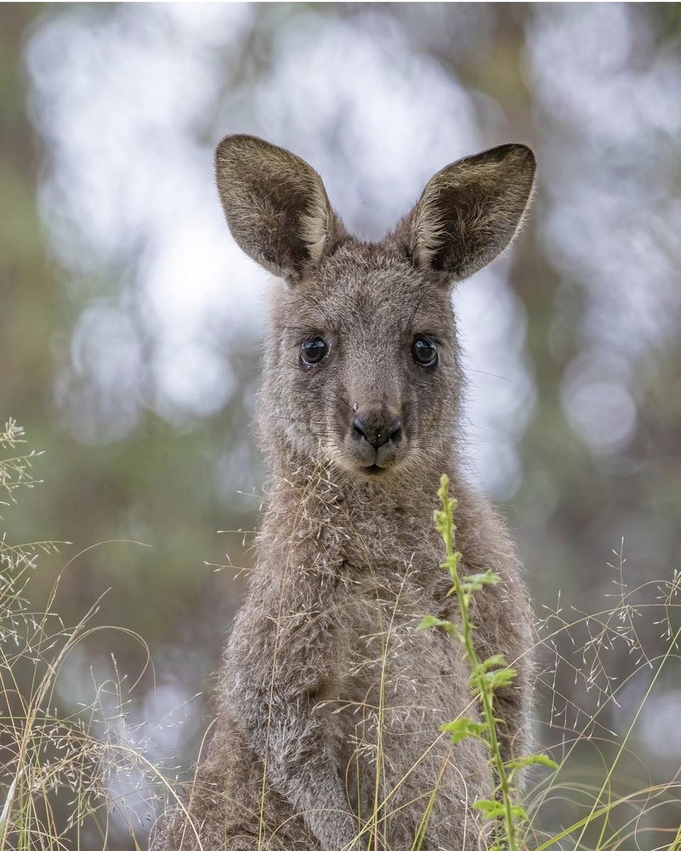 animaljusticeAU's tweet photo. "It's less than 100 days until the ACT election.
If re-elected, @ACTLabor &amp; @GreensACT WILL continue killing kangaroos in Canberra's nature reserves indefinitely.
A major party has pledged to place a moratorium on the killing &amp; hold a genuinely independent review @CanberraLibs... https://t.co/DW5DCQdH8k