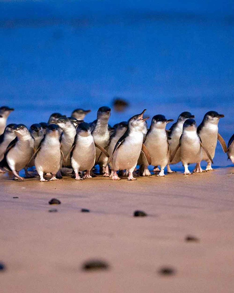 NMetherall's tweet image. Two years ago seeing the penguins at #phillipisland
