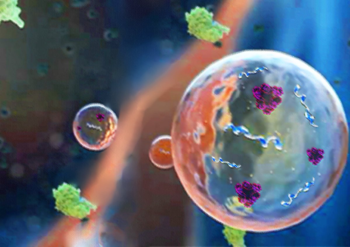 Joy Wolfram, PhD (@wolframjoy) on Twitter photo PhD projects are available in my lab for Australian citizens/permanent residents looking to make their mark in #ExtracellularVesicle therapeutics <a href="/AIBNatUQ/">AIBN Research</a> (info in comments below) PhD projects are available in my lab for Australian citizens/permanent residents looking to make their mark in #ExtracellularVesicle therapeutics <a href="/AIBNatUQ/">AIBN Research</a> (info in comments below)