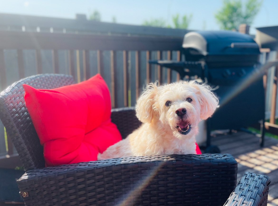 daisy_pom's tweet photo. Hi friends! We are in a heat wave in Alberta so I could only go out for a few minutes as mom watered our plants! She kept me cool by getting my fur wet first! Of course, I sat in my comfy chair to supervise her,โฆas usual!๐
#dogs #Alberta #HeatWave #dogsofTwitX #dogsofX #Sunday https://t.co/Z1wJvkv4hT