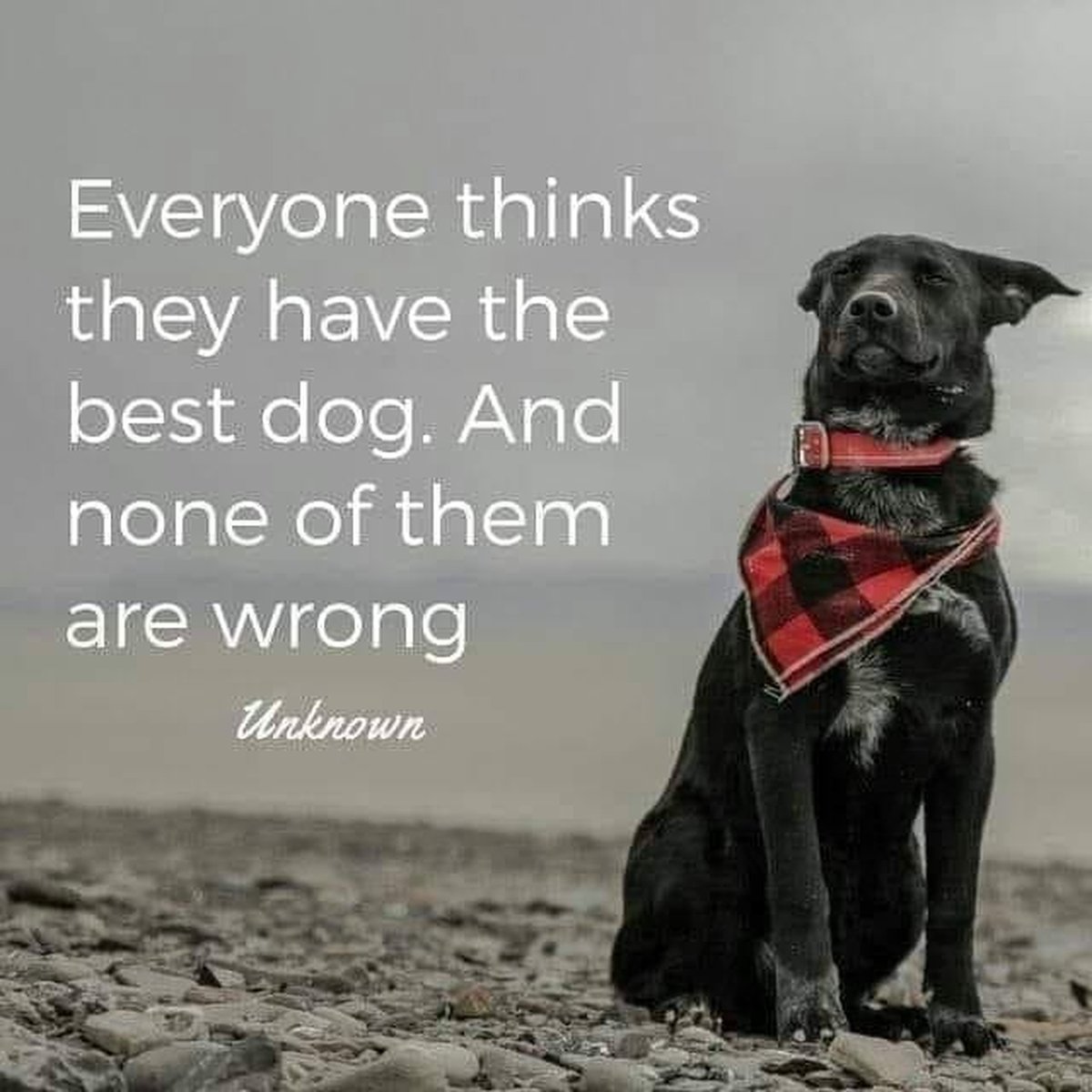 Dalbodog's tweet photo. Dogs are the best 😍 https://t.co/4s2KRKZ9f7