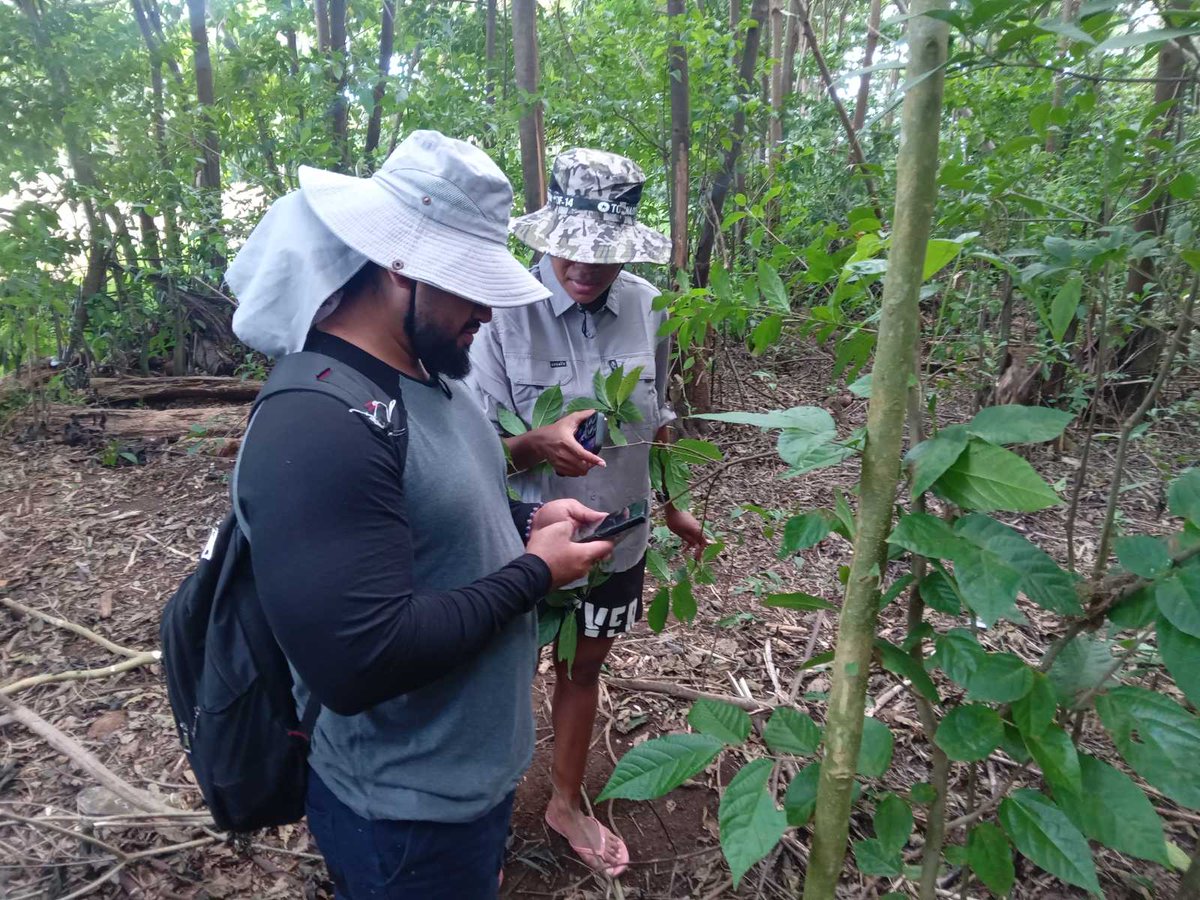 NMetherall's tweet image. Invasive species mapping and technical collaboration on National Forest Inventory (NFI) work with the Ministry of Agriculture Food and Forests (MAFF). Day 2 - Toloa forest, Tongatapu. @UNDP_CF @ForestPeoplesP @gfoi_forest