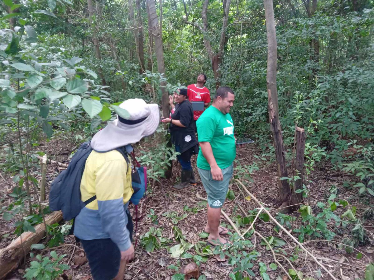 NMetherall's tweet image. Invasive species mapping and technical collaboration on National Forest Inventory (NFI) work with the Ministry of Agriculture Food and Forests (MAFF). Day 2 - Toloa forest, Tongatapu. @UNDP_CF @ForestPeoplesP @gfoi_forest