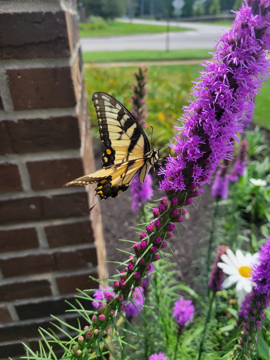 The Eastern Tiger Swallowtail.