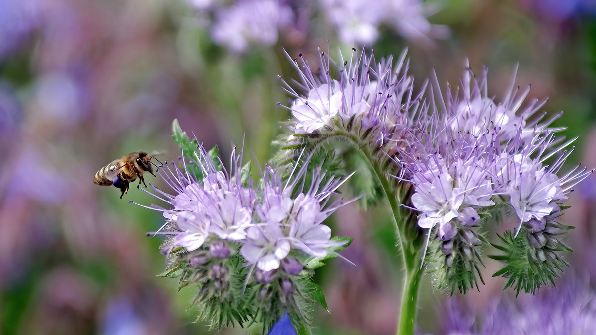 squaresteps's tweet image. I forgot the pictures for @PaintingAndrew and @TempleBalsall  I'm losing it in my old age! Here is one of the fields and the bees who love it so much ....