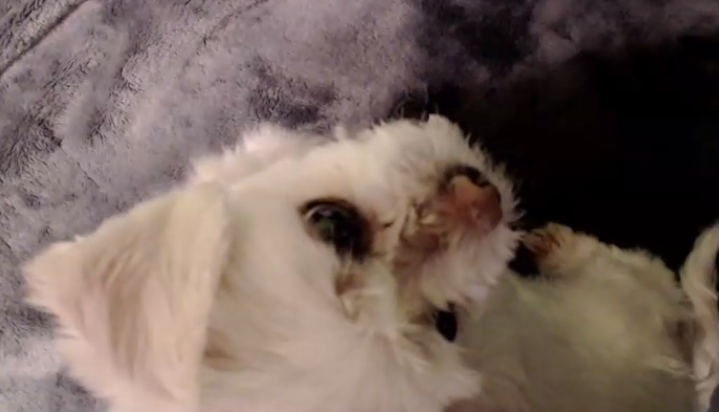 LUCY RAT LUCY RAT LUCY RAT LUCY RAT LUCY RAT owowowowo