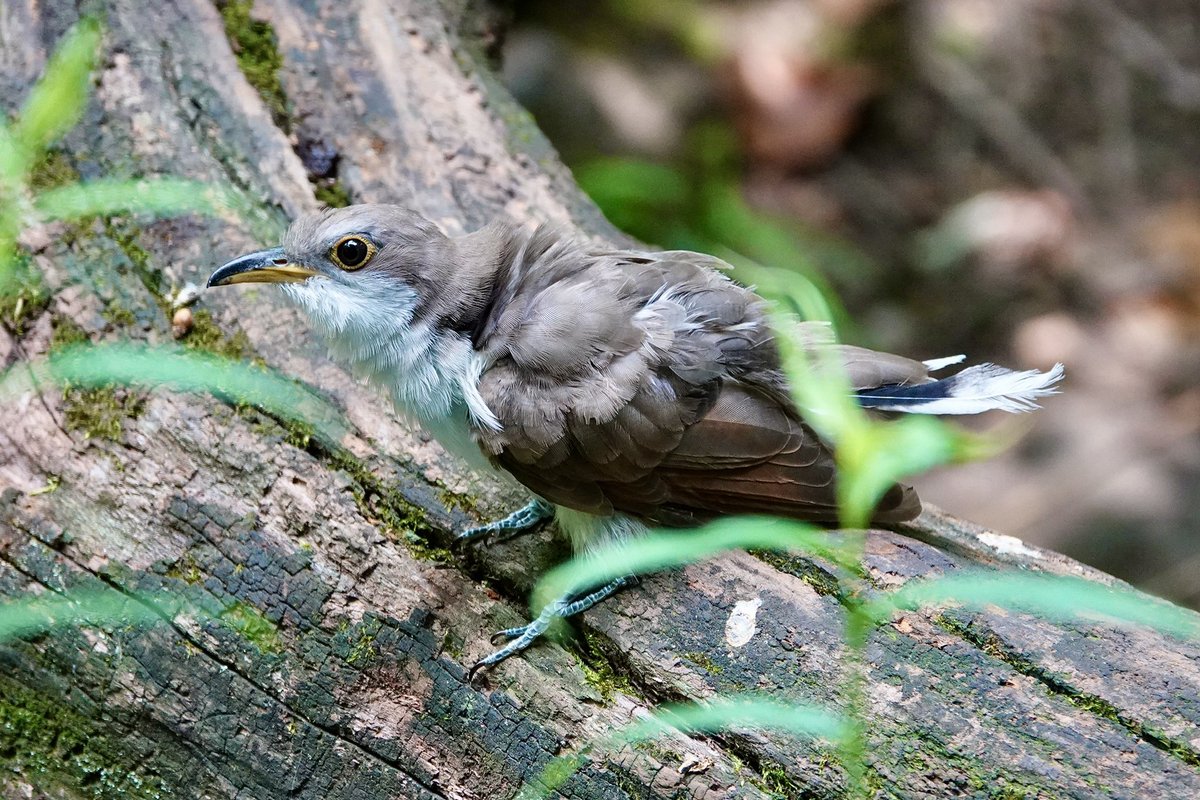 gigpalileo's tweet photo. Yellow-billed Cuckoo waited patiently to bathe & was about to take a plunge in the Laupot stream when an incoming dog
suddenly spooked it
Ramble @CentralParkNYC this afternoon
#bircpp
#birding
#birdwatching https://t.co/VScaVlHzzc
